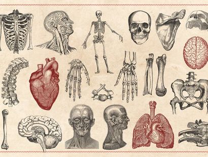 Курсы по анатомии